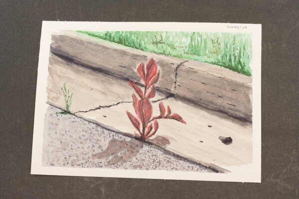 Watercolor of a purple plant, about a foot tall with stem and leaves, sprouting out of a crack in the street.
