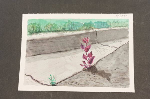 Watercolor of a purple plant, about a foot tall with stem and leaves, sprouting out of a crack in the street.